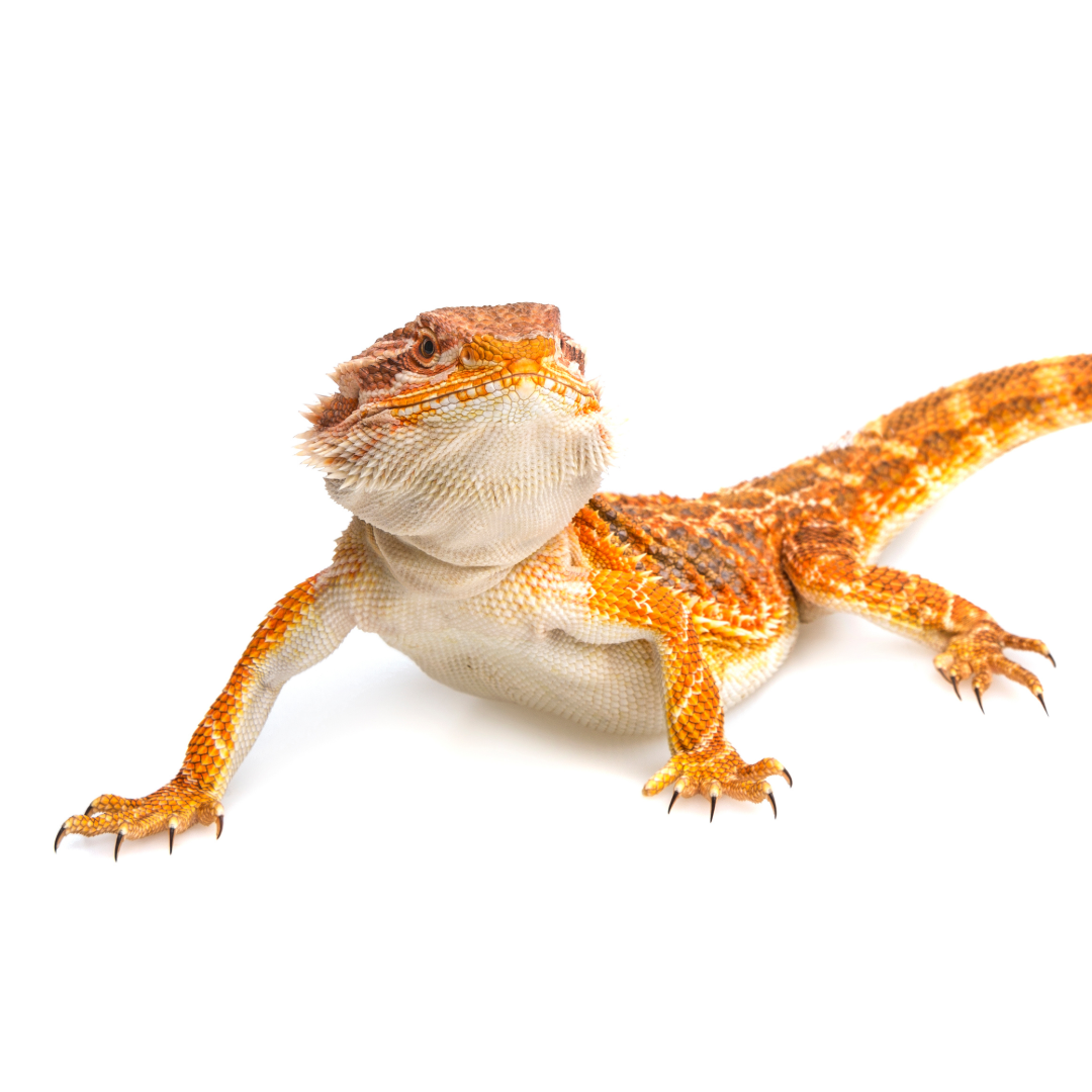 Avian, reptile or exotic patient