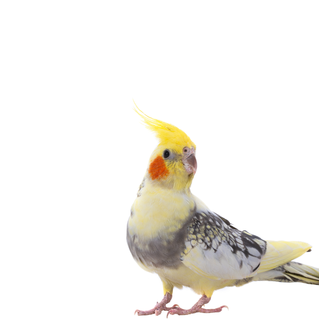 Avian, reptile or exotic patient