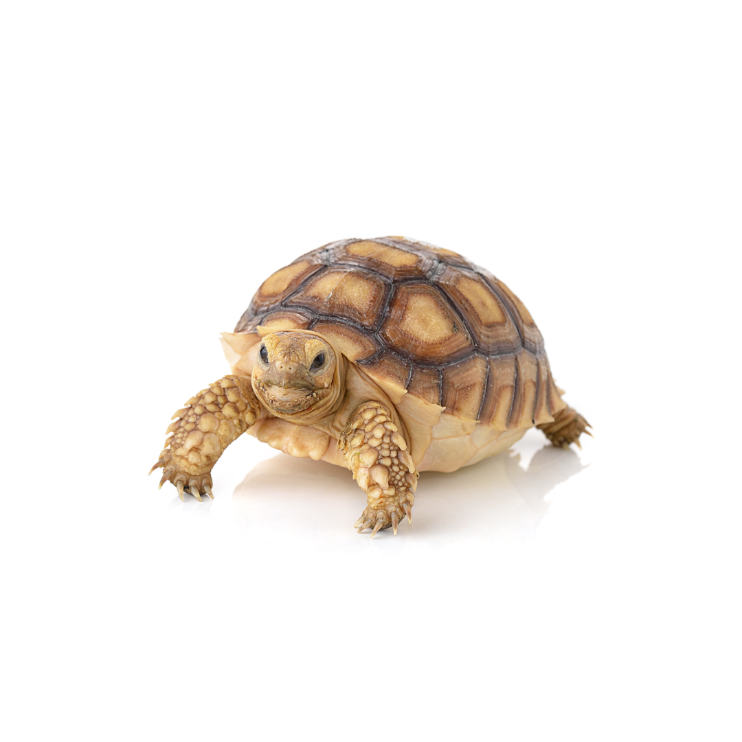 Avian, reptile or exotic patient