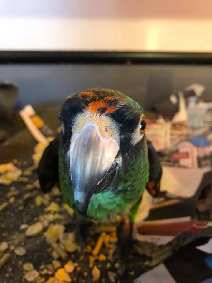 Gallery CARE Avian And Exotic Only Veterinary Clinic